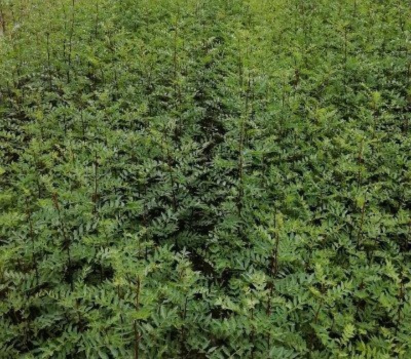基地直销大红袍花椒苗，无刺花椒苗，规格齐全，质优价廉。