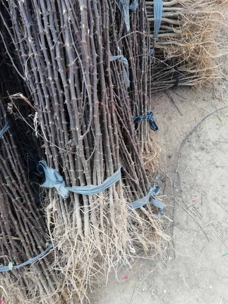 基地直销大红袍花椒苗，无刺花椒苗，规格齐全，质优价廉。