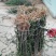 基地直销大红袍花椒苗，无刺花椒苗，规格齐全，质优价廉。