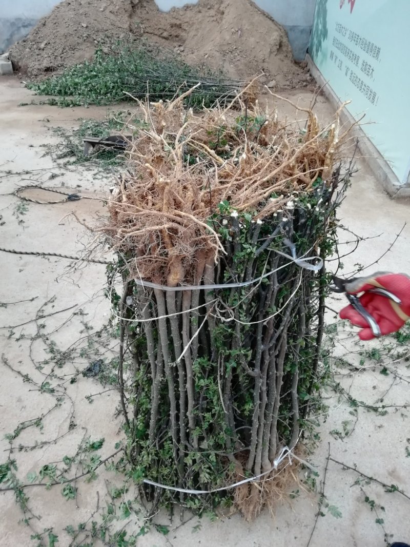 基地直销大红袍花椒苗，无刺花椒苗，规格齐全，质优价廉。