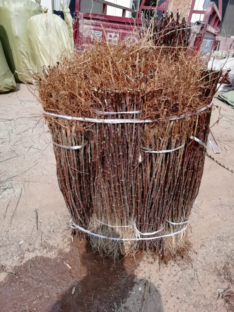基地直销大红袍花椒苗，无刺花椒苗，规格齐全，质优价廉。