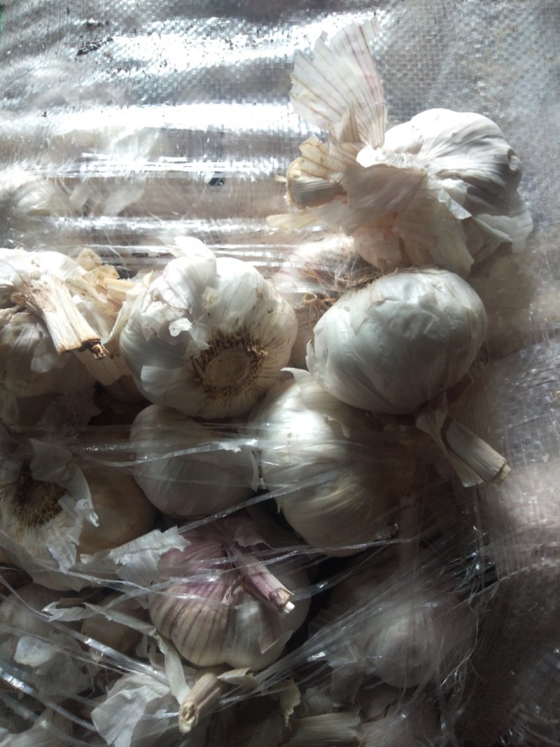 山东大蒜在灵台县批发了