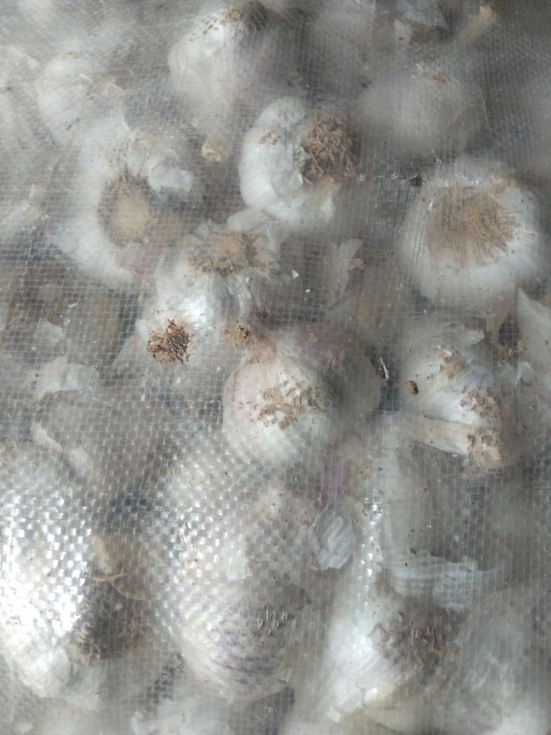 山东大蒜在灵台县批发了
