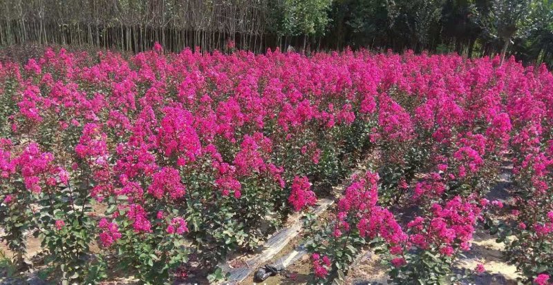 红火箭紫薇1米以下2cm以下0.5~1米