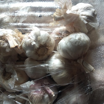 山东大蒜在灵台县批发了。