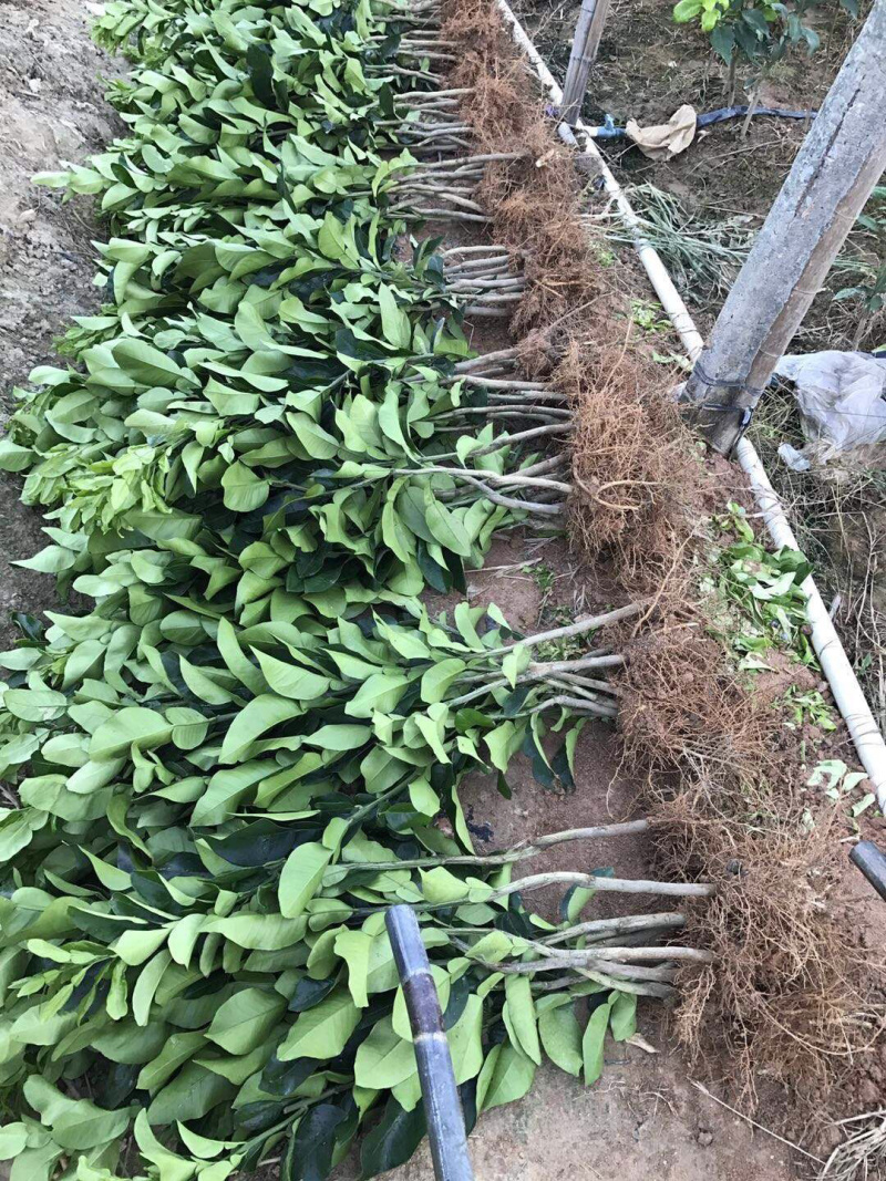 🔥热卖/红心蜜柚苗企业专业培育品种纯正包质量