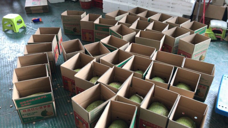 【支持一件代发】(品种：马来一号)海南菠萝蜜超脆甜