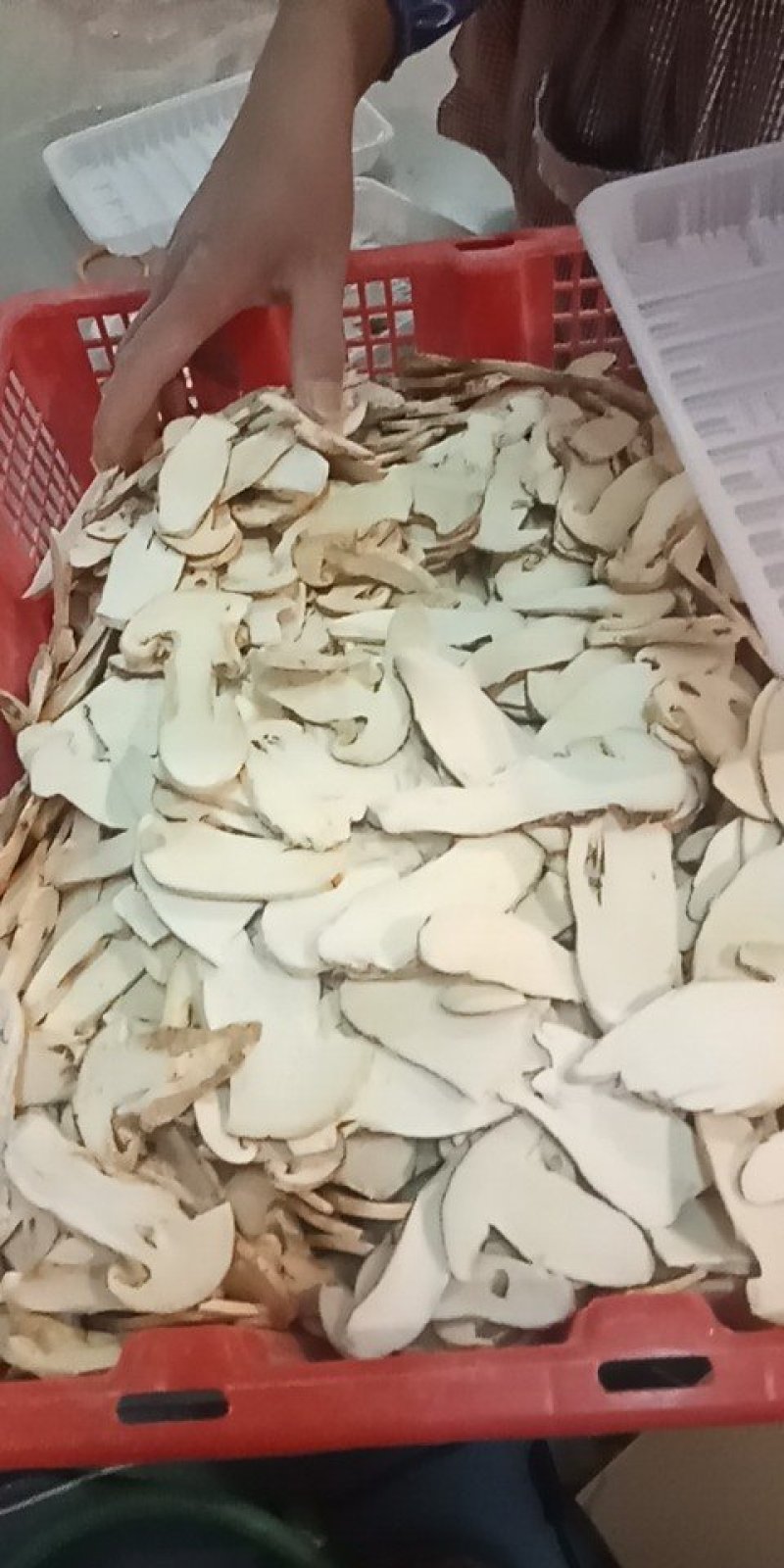 全国包邮云南精品野生菌FD冻干松茸