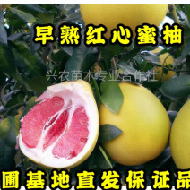 🔥热卖/红心蜜柚苗企业专业培育品种纯正包质量