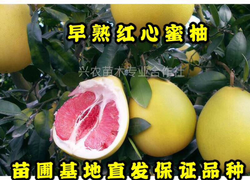 🔥热卖/红心蜜柚苗企业专业培育品种纯正包质量