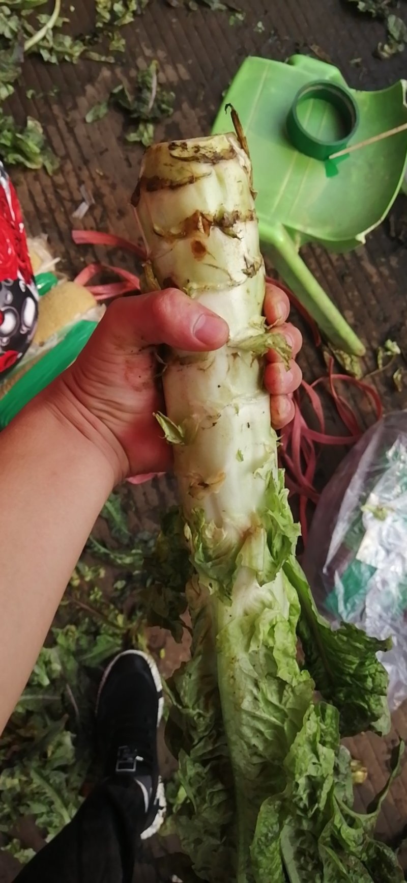 莴笋