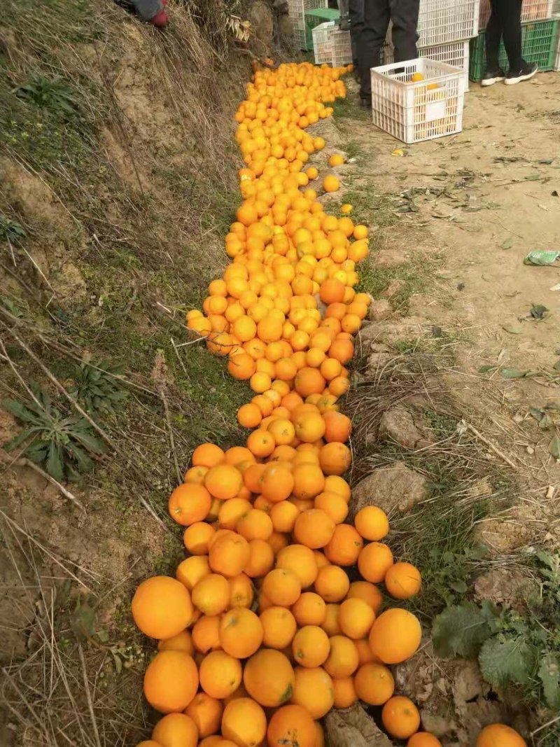 纽荷尔长红圆红二级果大量供应，提供清洗包装，支持散装直发