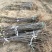 基地直供优质苹果苗,有鲁丽,维纳斯黄金,烟富8号,10号