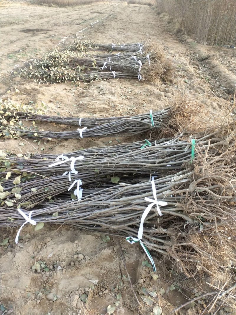基地直供优质苹果苗，有鲁丽，维纳斯黄金，烟富8号，10号