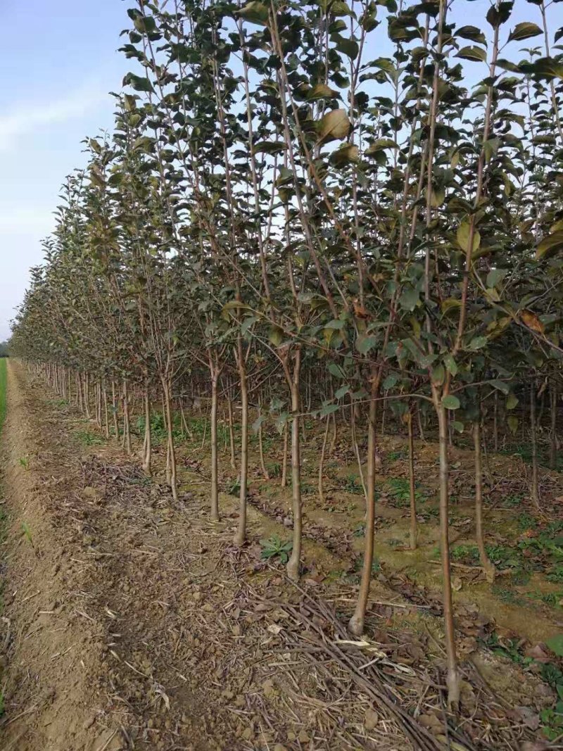 基地直供优质苹果苗，有鲁丽，维纳斯黄金，烟富8号，10号