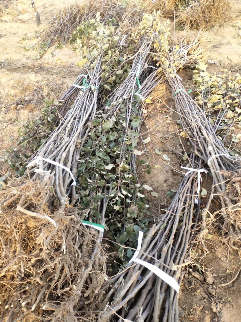 基地直供优质苹果苗，有鲁丽，维纳斯黄金，烟富8号，10号