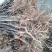 基地直供优质苹果苗,有鲁丽,维纳斯黄金,烟富8号,10号