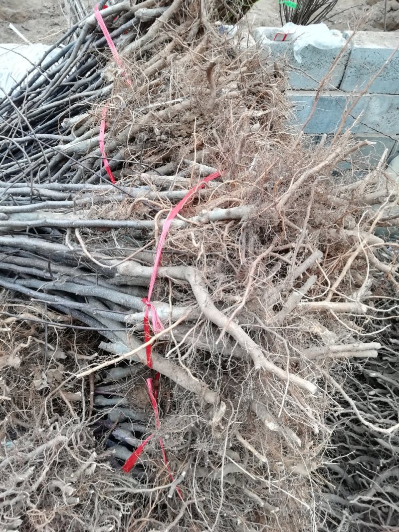 基地直供优质苹果苗，有鲁丽，维纳斯黄金，烟富8号，10号