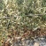 基地直供优质苹果苗,有鲁丽,维纳斯黄金,烟富8号,10号