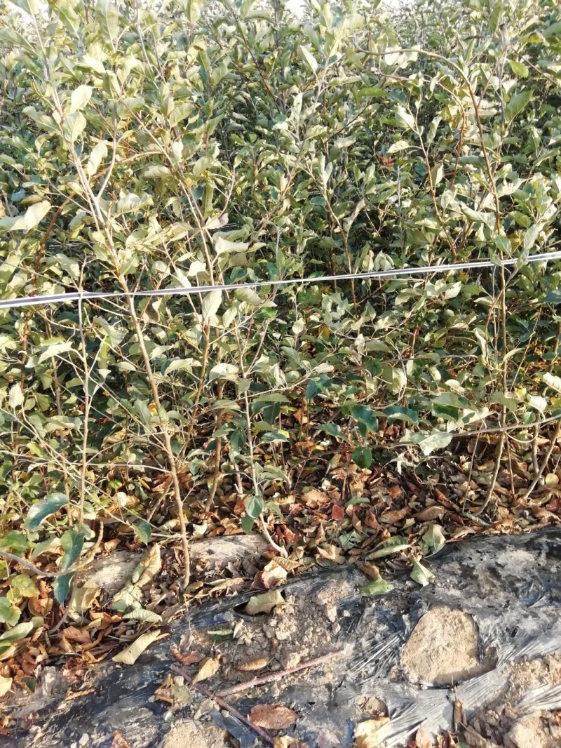 基地直供优质苹果苗，有鲁丽，维纳斯黄金，烟富8号，10号