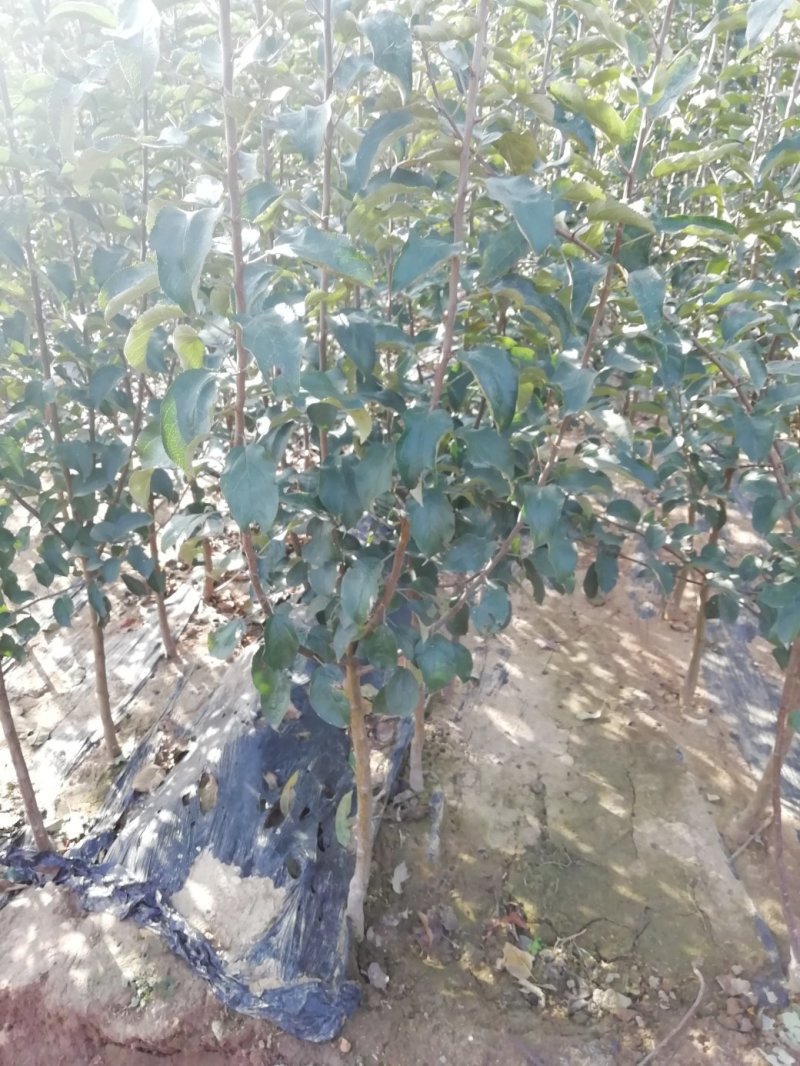 基地直供优质苹果苗，有鲁丽，维纳斯黄金，烟富8号，10号