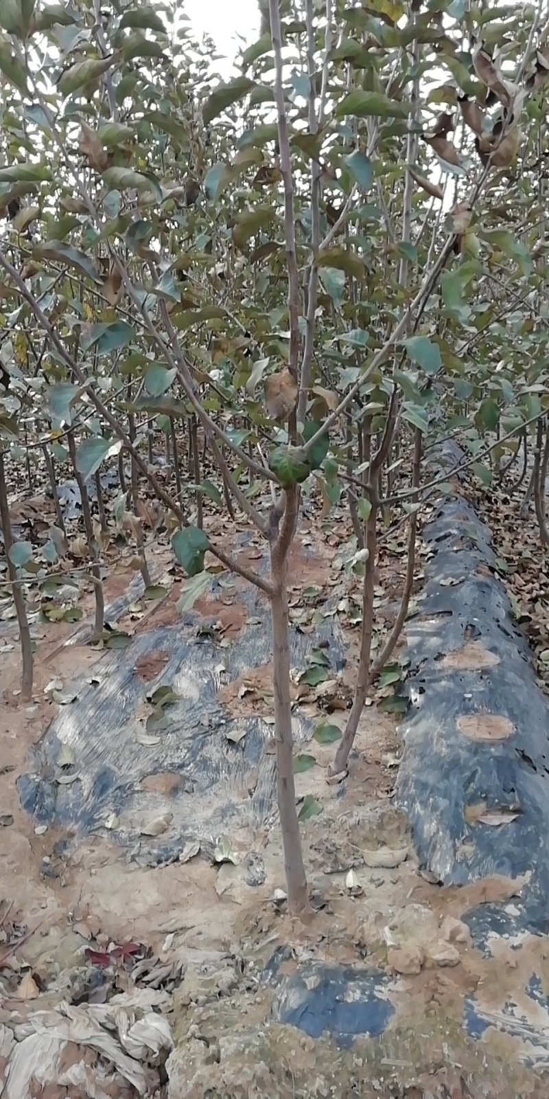 基地直供优质苹果苗，有鲁丽，维纳斯黄金，烟富8号，10号