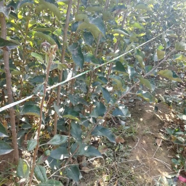 基地直供优质苹果苗,有鲁丽,维纳斯黄金,烟富8号,10号