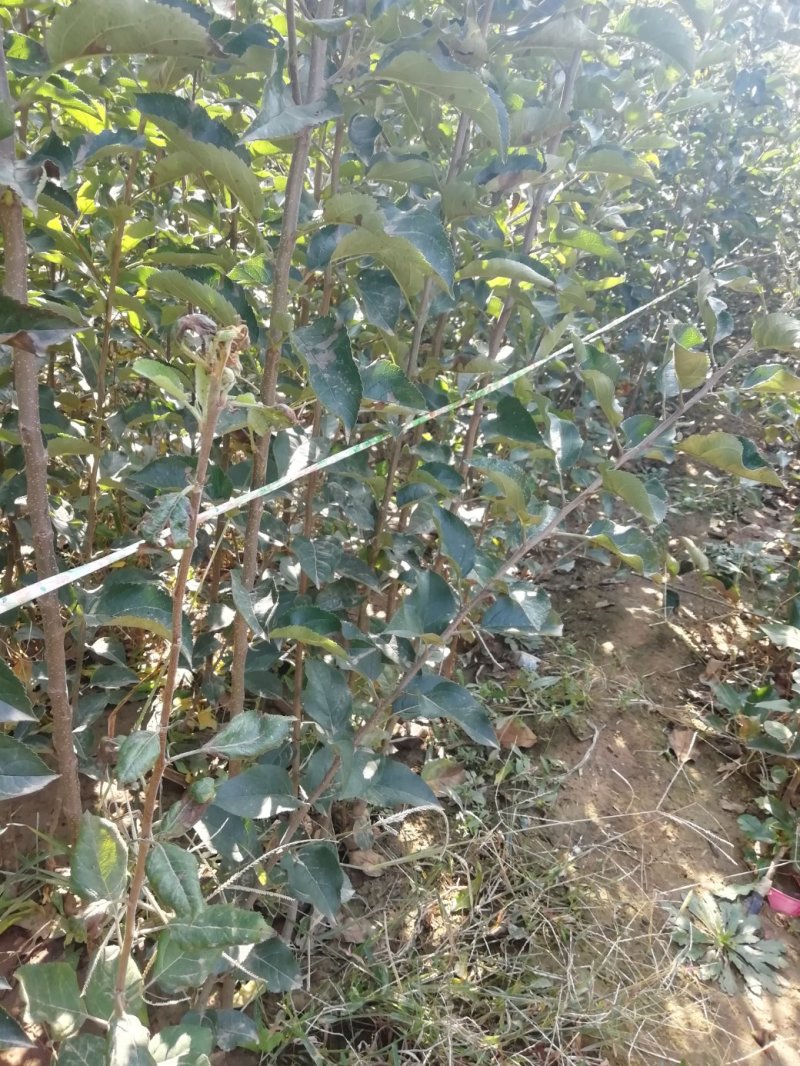 基地直供优质苹果苗，有鲁丽，维纳斯黄金，烟富8号，10号