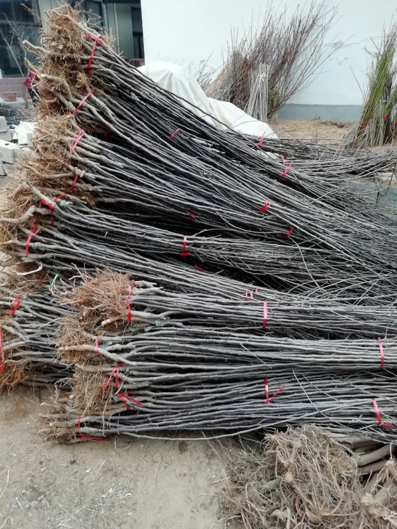 基地直供优质苹果苗，有鲁丽，维纳斯黄金，烟富8号，10号
