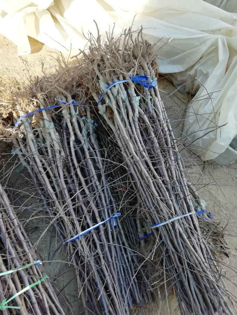 基地直供优质苹果苗，有鲁丽，维纳斯黄金，烟富8号，10号