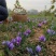 藏红花基地直销欢迎选购