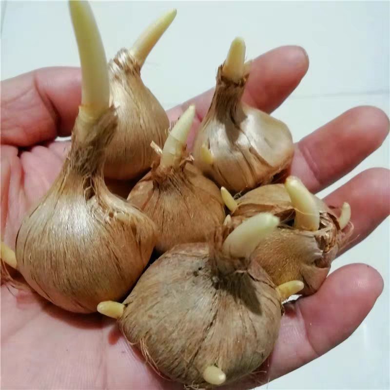 藏红花基地直销欢迎选购