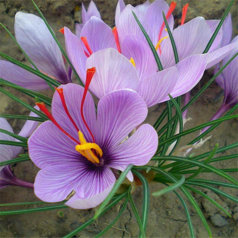 藏红花基地直销欢迎选购