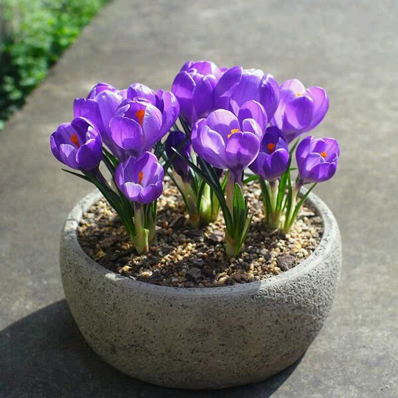 藏红花基地直销欢迎选购