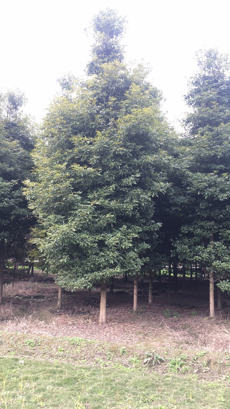 四川成都/乔木类/楠木树/细叶楠木/桢楠/楠木