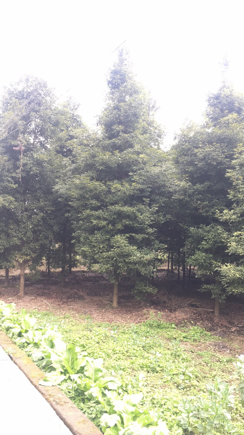 四川成都/乔木类/楠木树/细叶楠木/桢楠/楠木