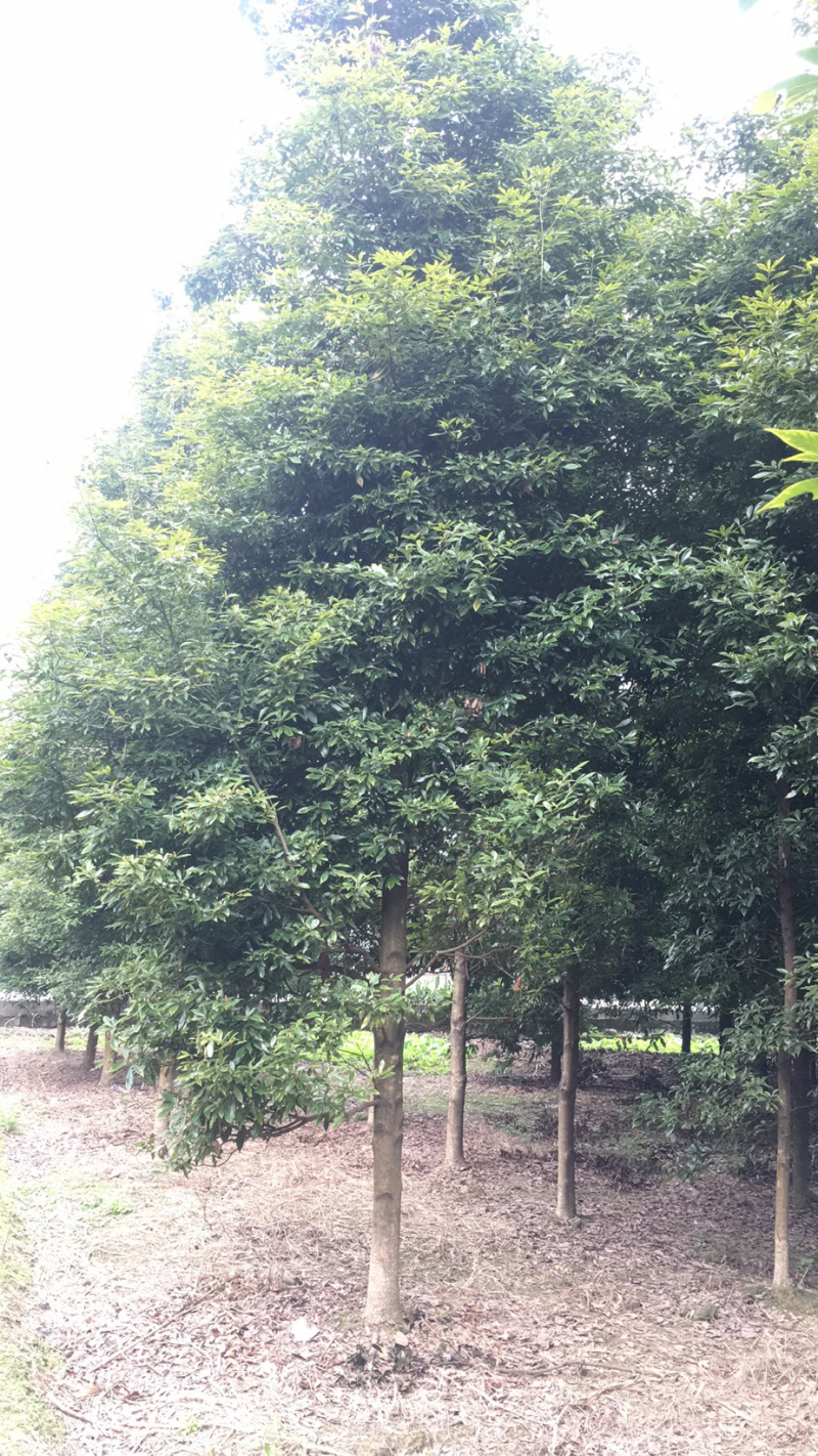 四川成都/乔木类/楠木树/细叶楠木/桢楠/楠木