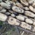 山东菏泽曹县常年供应白莲藕3735莲藕，上货快品质优