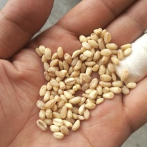 小麦仁为全麦谷物颗粒。所有商品不包邮！货物需要自提