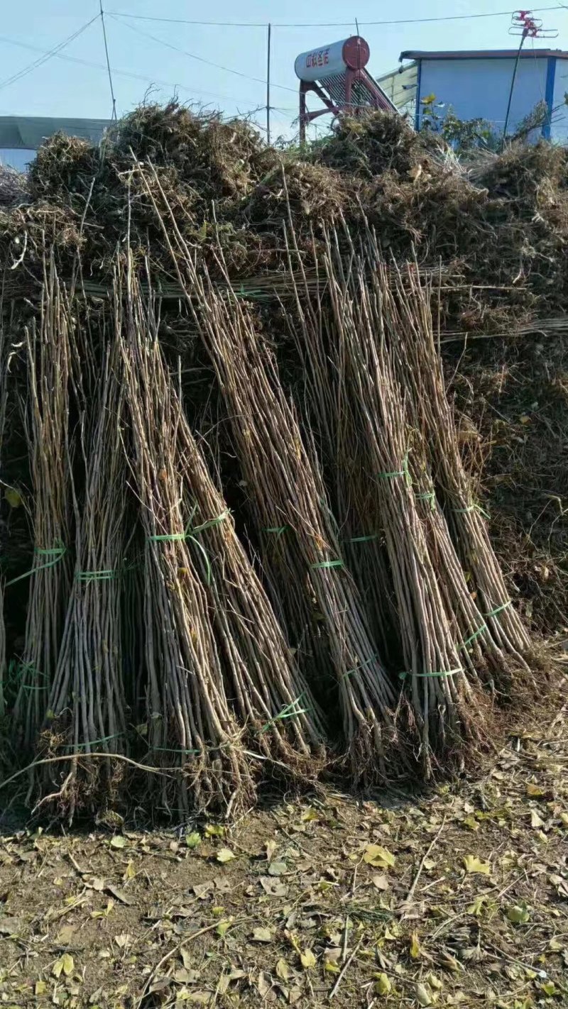 银杏苗银杏树苗南方北方都可种植，基地直发