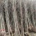 银杏苗银杏树苗南方北方都可种植，基地直发