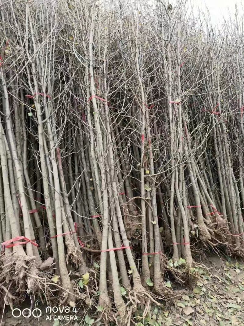 银杏苗银杏树苗南方北方都可种植，基地直发