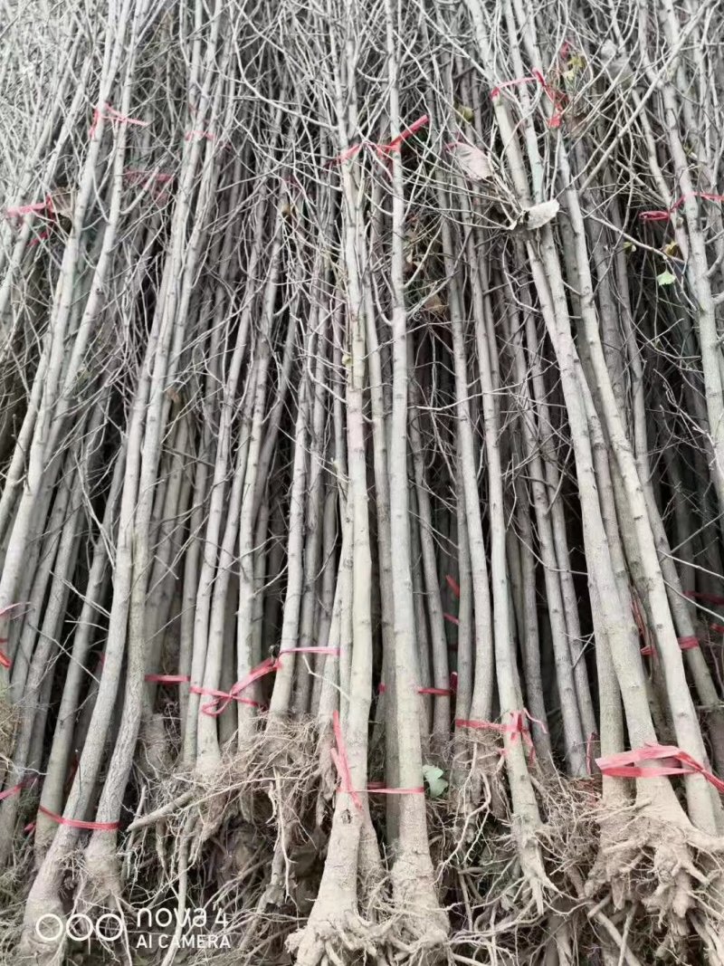 银杏苗银杏树苗南方北方都可种植，基地直发