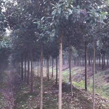 4公分大叶女贞自家苗圃直销质优价廉