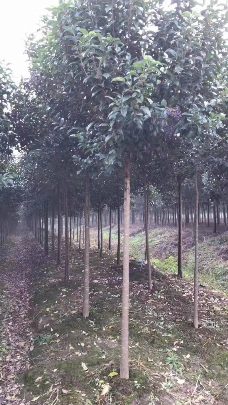 4公分大叶女贞自家苗圃直销质优价廉
