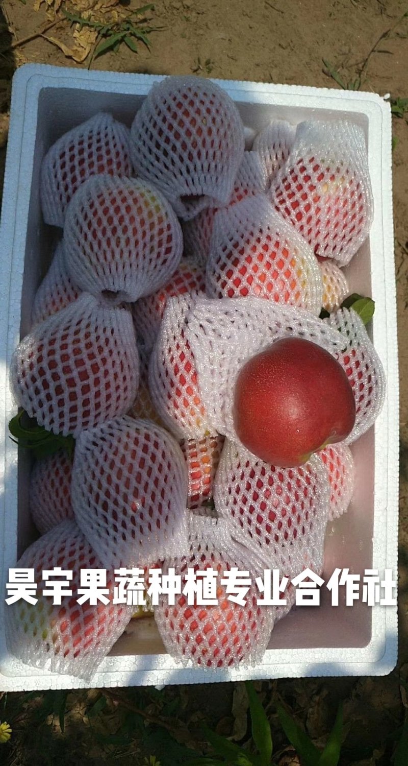 2024年早熟黄肉油桃未来一号，签订合同，死苗补发