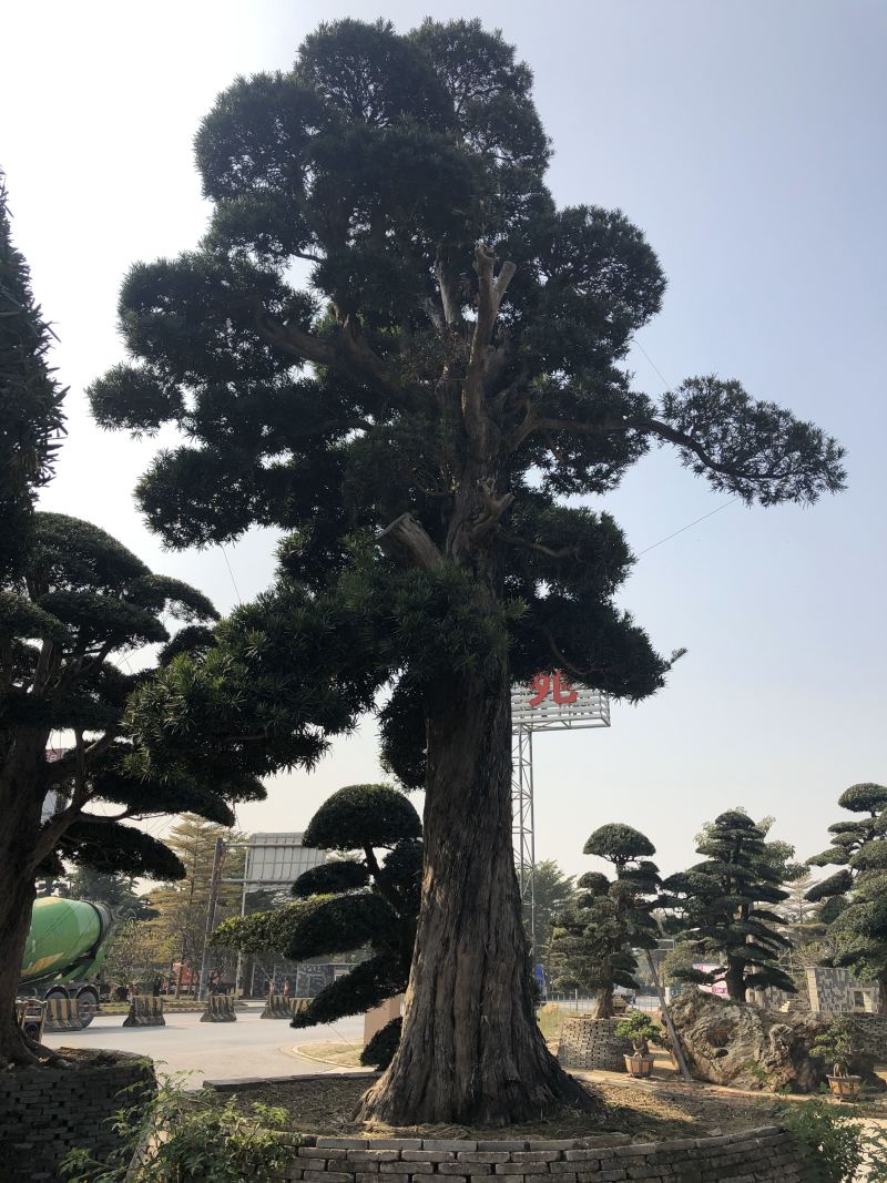 罗汉松
