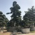 罗汉松
