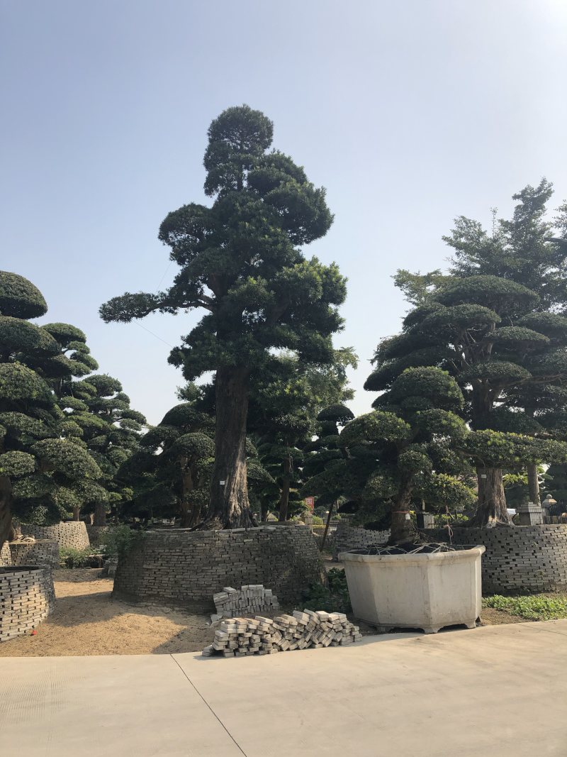 罗汉松