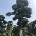 罗汉松